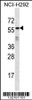 Western blot analysis in NCI-H292 cell line lysates (35ug/lane) .