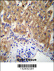 MUC15 Antibody immunohistochemistry analysis in formalin fixed and paraffin embedded human liver tissue followed by peroxidase conjugation of the secondary antibody and DAB staining.