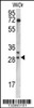 Western blot analysis in WiDr cell line lysates (35ug/lane) .