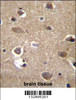 MRPL9 Antibody immunohistochemistry analysis in formalin fixed and paraffin embedded human brain tissue followed by peroxidase conjugation of the secondary antibody and DAB staining.