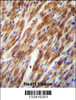 CHI3L2 Antibody immunohistochemistry analysis in formalin fixed and paraffin embedded human heart tissue followed by peroxidase conjugation of the secondary antibody and DAB staining.