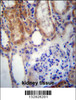 SUSD2 Antibody immunohistochemistry analysis in formalin fixed and paraffin embedded human kidney tissue followed by peroxidase conjugation of the secondary antibody and DAB staining.