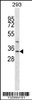 Western blot analysis in 293 cell line lysates (35ug/lane) .