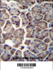 WDR12 Antibody immunohistochemistry analysis in formalin fixed and paraffin embedded human pancreas tissue followed by peroxidase conjugation of the secondary antibody and DAB staining.