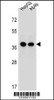 Western blot analysis in HepG2, A549 cell line lysates (35ug/lane) .