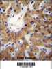ERLIN1 Antibody immunohistochemistry analysis in formalin fixed and paraffin embedded human liver tissue followed by peroxidase conjugation of the secondary antibody and DAB staining.