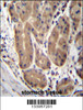 ABHD2 Antibody immunohistochemistry analysis in formalin fixed and paraffin embedded human stomach tissue followed by peroxidase conjugation of the secondary antibody and DAB staining.
