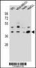 Western blot analysis in 293, MDA-MB231, Hela, HepG2 cell line lysates (35ug/lane) .