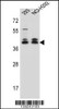Western blot analysis in 293, NCI-H292 cell line lysates (35ug/lane) .