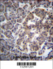 DNAJC14 Antibody immunohistochemistry analysis in formalin fixed and paraffin embedded human pancreas tissue followed by peroxidase conjugation of the secondary antibody and DAB staining.
