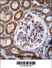 PLS1 Antibody immunohistochemistry analysis in formalin fixed and paraffin embedded human kidney tissue followed by peroxidase conjugation of the secondary antibody and DAB staining.