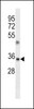 Western blot analysis in A549 cell line lysates (35ug/lane) .