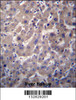 GGT7 Antibody immunohistochemistry analysis in formalin fixed and paraffin embedded human liver tissue followed by peroxidase conjugation of the secondary antibody and DAB staining.