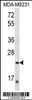 Western blot analysis in MDA-MB231 cell line lysates (35ug/lane) .