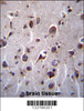 TM55B Antibody immunohistochemistry analysis in formalin fixed and paraffin embedded human brain tissue followed by peroxidase conjugation of the secondary antibody and DAB staining.