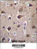 MRAP2 Antibody immunohistochemistry analysis in formalin fixed and paraffin embedded human brain tissue followed by peroxidase conjugation of the secondary antibody and DAB staining.