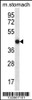 Western blot analysis in mouse stomach tissue lysates (35ug/lane) .