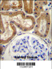 FGD2 Antibody immunohistochemistry analysis in formalin fixed and paraffin embedded human kidney tissue followed by peroxidase conjugation of the secondary antibody and DAB staining.