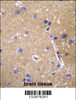 ABCC12 Antibody immunohistochemistry analysis in formalin fixed and paraffin embedded human brain tissue followed by peroxidase conjugation of the secondary antibody and DAB staining.