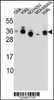 Western blot analysis in CEM, K562, NCI-H292, MDA-MB453, A549 cell line lysates (35ug/lane) .
