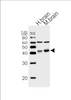 Western blot analysis of lysates from human brain, mouse brain tissue (from left to right) , using WNT16 Antibody at 1:1000 at each lane.