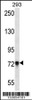 Western blot analysis in 293 cell line lysates (35ug/lane) .