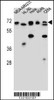 Western blot analysis in MDA-MB231, HL-60, Hela, A549, CEM cell line lysates (35ug/lane) .