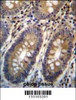 ASMTL Antibody immunohistochemistry analysis in formalin fixed and paraffin embedded human colon tissue followed by peroxidase conjugation of the secondary antibody and DAB staining.