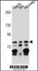 Western blot analysis in HepG2, 293, NCI-H460 cell line lysates (35ug/lane) .