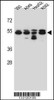 Western blot analysis in 293, A549, HepG2, K562 cell line lysates (35ug/lane) .