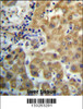 TRIM4 Antibody immunohistochemistry analysis in formalin fixed and paraffin embedded human liver tissue followed by peroxidase conjugation of the secondary antibody and DAB staining.