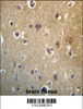 HDAC3 Antibody immunohistochemistry analysis in formalin fixed and paraffin embedded human brain tissue followed by peroxidase conjugation of the secondary antibody and DAB staining.