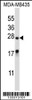 Western blot analysis in MDA-MB435 cell line lysates (35ug/lane) .This demonstdetected the MEA1 protein (arrow) .