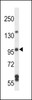 Western blot analysis in NCI-H460 cell line lysates (35ug/lane) .