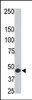 Antibody is used in Western blot to detect HtrA3 in rat testis tissue lysate.