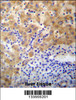 APCDD1 Antibody immunohistochemistry analysis in formalin fixed and paraffin embedded human liver tissue followed by peroxidase conjugation of the secondary antibody and DAB staining.