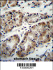 TAF8 Antibody immunohistochemistry analysis in formalin fixed and paraffin embedded human stomach tissue followed by peroxidase conjugation of the secondary antibody and DAB staining.