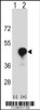 Western blot analysis of CD1C using rabbit polyclonal CD1C Antibody using 293 cell lysates (2 ug/lane) either nontransfected (Lane 1) or transiently transfected (Lane 2) with the CD1C gene.