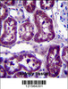 DPYS Antibody immunohistochemistry analysis in formalin fixed and paraffin embedded human kidney tissue followed by peroxidase conjugation of the secondary antibody and DAB staining.