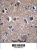 ANKS1B Antibody immunohistochemistry analysis in formalin fixed and paraffin embedded human brain tissue followed by peroxidase conjugation of the secondary antibody and DAB staining.