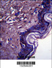 C10orf58 Antibody immunohistochemistry analysis in formalin fixed and paraffin embedded human skin tissue followed by peroxidase conjugation of the secondary antibody and DAB staining.