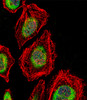 Fluorescent confocal image of Hela cell stained with NRK Antibody .Hela cells were fixed with 4% PFA (20 min) , permeabilized with Triton X-100 (0.1%, 10 min) , then incubated with NRK primary antibody (1:25) . For secondary antibody, Alexa Fluor 488 conjugated donkey anti-rabbit antibody (green) was used (1:400) .Cytoplasmic actin was counterstained with Alexa Fluor 555 (red) conjugated Phalloidin (7units/ml) . Nuclei were counterstained with DAPI (blue) (10 ug/ml, 10 min) . NRK immunoreactivity is localized to Cytoplasm and Nucleus significantly.