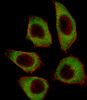 Fluorescent image of A549 cell stained with CSRNP2 Antibody .A549 cells were fixed with 4% PFA (20 min) , permeabilized with Triton X-100 (0.1%, 10 min) , then incubated with CSRNP2 primary antibody (1:25) . For secondary antibody, Alexa Fluor 488 conjugated donkey anti-rabbit antibody (green) was used (1:400) .Cytoplasmic actin was counterstained with Alexa Fluor 555 (red) conjugated Phalloidin (7units/ml) .CSRNP2 immunoreactivity is localized to Cytoplasm significantly.