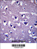 CCDC117 Antibody immunohistochemistry analysis in formalin fixed and paraffin embedded human brain tissue followed by peroxidase conjugation of the secondary antibody and DAB staining.