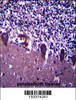 TLE6 Antibody immunohistochemistry analysis in formalin fixed and paraffin embedded human cerebellum tissue followed by peroxidase conjugation of the secondary antibody and DAB staining.