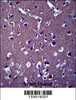 ZSWIM5 Antibody immunohistochemistry analysis in formalin fixed and paraffin embedded human brain tissue followed by peroxidase conjugation of the secondary antibody and DAB staining.