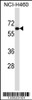 Western blot analysis in NCI-H460 cell line lysates (35ug/lane) .