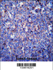 MMP3 Antibody immunohistochemistry analysis in formalin fixed and paraffin embedded human tonsil tissue followed by peroxidase conjugation of the secondary antibody and DAB staining.