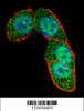 Confocal immunofluorescent analysis of SMAD3 Antibody with Hela cell followed by Alexa Fluor 488-conjugated goat anti-rabbit lgG (green) . Actin filaments have been labeled with Alexa Fluor 555 phalloidin (red) .DAPI was used to stain the cell nuclear (blue) .