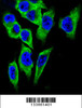 Confocal immunofluorescent analysis of LDHA Antibody with A375 cell followed by Alexa Fluor 488-conjugated goat anti-rabbit lgG (green) .DAPI was used to stain the cell nuclear (blue) .